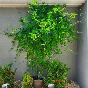 Blue butterfly pea seeds organic from the US